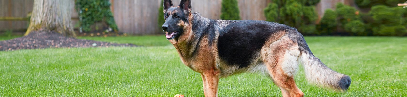 Atopic dermatitis - 1